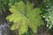 Tree Fern in Kiwi Bush