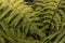 Tree Fern leaves in close up