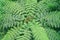 Tree fern in rainforest