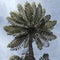 The tree fern strikes with its huge carved umbrella.