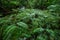 Tree fern tropical rain forest