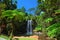 Tree fern waterfall tropical rain forest paradise