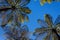 Tree ferns against blue sky