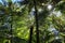 Tree Ferns, Amboro National Park, Samaipata, Bolivia