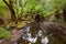 Tree Ferns growing near creek surrounded by forest covered with