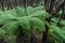 Tree ferns growing in rainforest