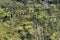 Tree ferns growing in rainforest