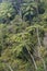 Tree ferns growing in rainforest