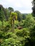 Tree ferns, palms and other tropical plants growing in a ravine in Trebah Garden, Cornwall