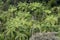 Tree ferns in rainforest