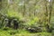 Tree ferns in rainforest of Otway National Park, Southern Australia, Victoria