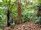 Tree ferns in secondary rainforest