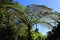 Tree ferns in Soufriere, Guadeloupe