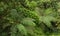 Tree ferns at tropical highland of Borneo forest