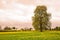 Tree with Field