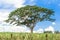 Tree in field - Caesalpinia ferrea