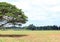 Tree on the field and cloud background.In the noon time.