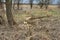 Tree in a field cut by beavers. Wild nature