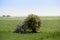 Tree in a field, foggy hazy backdrop