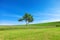 Tree, field, hill and amazing blue sky