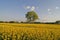 Tree with field in Lower Saxony, Germany