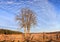 Tree in Field at Manassas Battlefield in Virginia