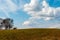 Tree, field, meadow and trees,blue cloudy sky.Idyllic dutch rural landscape with path in meadow during spring