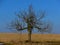 Tree on field in mountains