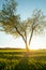 A tree in a field near the farm, a roman landscape, Rome, Italy