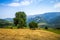 Tree in a field in Picos de Europa, Asturias, Spain