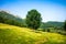 Tree in a field in Picos de Europa, Asturias, Spain