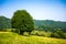 Tree in a field in Picos de Europa, Asturias, Spain