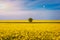 Tree in field of rapeseed under blue sky with clouds, spring landscape. Lone tree in yellow rape-seed field