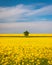 Tree in field of rapeseed under blue sky with clouds, spring landscape. Lone tree in yellow rape-seed field