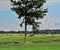 Tree in field of round bails of hay