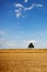 Tree on the field. Still life. Climate effects. Climate warming and light rain