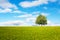 A tree on the field under the sky with unusual clouds