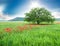 Tree in a field and wild flowers.