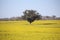 Tree in Field With Yellow Canola Crop