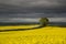 Tree in fields of yellow seed in the setting sunlight with stormy background