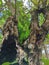 a tree filled with black ant nests