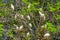 Tree filled with a family of cattle egrets, Birds nesting in a tree, bird breeding season during spring