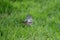 Tree finch with an insect in its beak in a meadow