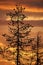 Tree in finnish sunset