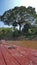 Tree in Fleuve. Bolivia, south America.