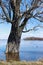 Tree flooded with water due to flooding