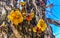 Tree with flower on trunk tropical in Puerto Escondido Mexico