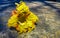 Tree with flower on trunk tropical in Puerto Escondido Mexico