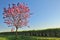 Tree and flowers