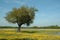 Tree in flowery field, springtime